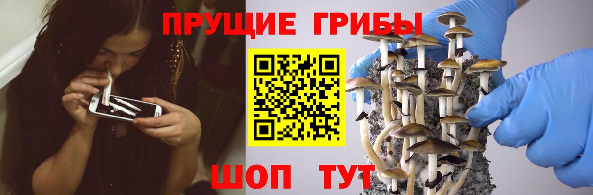 Галлюциногенные грибы Psilocybine cubensis Ливны